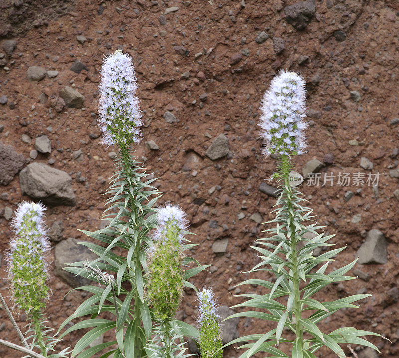 马德拉的骄傲(Echium nervosum)